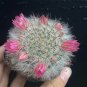 Mammillaria bocasana – Fluffy, White, Fuzzy Succulent Plant 3-4cm