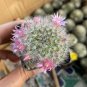Mammillaria bocasana – Fluffy, White, Fuzzy Succulent Plant 3-4cm
