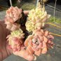 Echeveria Peach Pride Beginner-Friendly Succulent with Peach-Pink Jelly Leaves 2pcs x 1-head