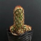Mammillaria elongata Cactus  5-8cm