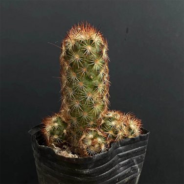 Mammillaria elongata Cactus  5-8cm