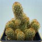 Mammillaria elongata Cactus 5-8cm