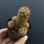 Mammillaria elongata Cactus 5-8cm