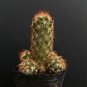 Mammillaria elongata Cactus 5-8cm