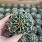 Thelocactus setispinus - Rare Spiral Rib Cactus, Compact & Hardy Succulent  4-5cm