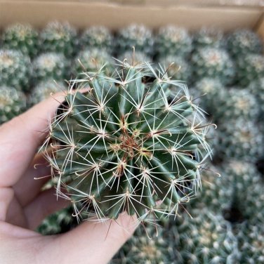 Thelocactus setispinus - Rare Spiral Rib Cactus, Compact & Hardy Succulent  4-5cm