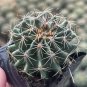 Thelocactus setispinus - Rare Spiral Rib Cactus, Compact & Hardy Succulent 4-5cm