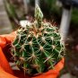 Thelocactus setispinus - Rare Spiral Rib Cactus, Compact & Hardy Succulent 4-5cm