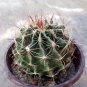 Thelocactus setispinus - Rare Spiral Rib Cactus, Compact & Hardy Succulent 4-5cm