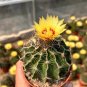 Thelocactus setispinus - Rare Spiral Rib Cactus, Compact & Hardy Succulent 4-5cm