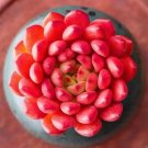 Sedeveria 'Pink Ruby' - Low Maintenance Color Changing Succulent 3pcs x 1-head