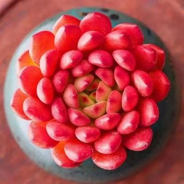 Sedeveria 'Pink Ruby' - Low Maintenance Color Changing Succulent 3pcs x 1-head