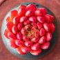 Sedeveria 'Pink Ruby' - Low Maintenance Color Changing Succulent 3pcs x 1-head