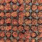 Sedeveria 'Pink Ruby' - Low Maintenance Color Changing Succulent 3pcs x 1-head