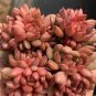 Sedeveria 'Pink Ruby' - Low Maintenance Color Changing Succulent 3pcs x 1-head