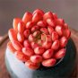 Sedeveria 'Pink Ruby' - Low Maintenance Color Changing Succulent 3pcs x 1-head