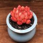 Sedeveria 'Pink Ruby' - Low Maintenance Color Changing Succulent 3pcs x 1-head