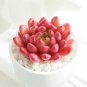 Sedeveria 'Pink Ruby' - Low Maintenance Color Changing Succulent 3pcs x 1-head