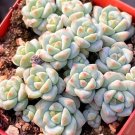 Echeveria Caramel Spirit - Ideal Indoor/Outdoor Succulent 3pcs x 1-head