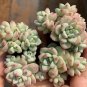 Echeveria Caramel Spirit - Ideal Indoor/Outdoor Succulent 3pcs x 1-head