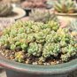 Echeveria Caramel Spirit - Ideal Indoor/Outdoor Succulent 3pcs x 1-head