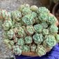 Echeveria Caramel Spirit - Ideal Indoor/Outdoor Succulent 3pcs x 1-head