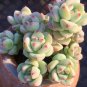 Echeveria Caramel Spirit - Ideal Indoor/Outdoor Succulent 3pcs x 1-head