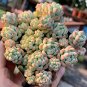 Echeveria Caramel Spirit - Ideal Indoor/Outdoor Succulent 3pcs x 1-head