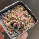 Gymnocalycium mihanovichii 'T-lux' Hybrid Rare Variegated Succulent 3cm
