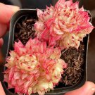 Echeveria Beninoturu Drought-tolerant, low-maintenance succulent 2pcs x 1-head