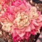 Echeveria Beninoturu Drought-tolerant, low-maintenance succulent 2pcs x 1-head
