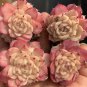 Echeveria Beninoturu Drought-tolerant, low-maintenance succulent 2pcs x 1-head