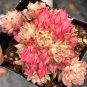 Echeveria Beninoturu Drought-tolerant, low-maintenance succulent 2pcs x 1-head