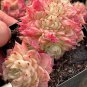 Echeveria Beninoturu Drought-tolerant, low-maintenance succulent 2pcs x 1-head