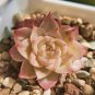 Echeveria Beninoturu Drought-tolerant, low-maintenance succulent 2pcs x 1-head