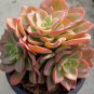 Echeveria Beninoturu Drought-tolerant, low-maintenance succulent 2pcs x 1-head