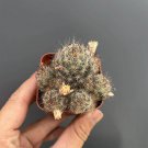 Mammillaria prolifera Cactus  4-5cm