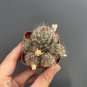 Mammillaria prolifera Cactus 4-5cm