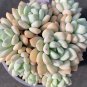 Echeveria 'Jade Ruyi' - Drought Tolerant Succulent 3pcs x 1-head