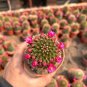 Mammillaria spinosissima Cactus 4-5cm