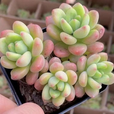 Echeveria cv. 'Shangri-La' 3pcs x 1-head