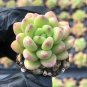 Echeveria cv. 'Shangri-La' 3pcs x 1-head