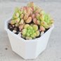 Echeveria cv. 'Shangri-La' 3pcs x 1-head