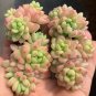 Echeveria cv. 'Shangri-La' 3pcs x 1-head