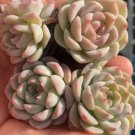 Echeveria 'Monroe' - Stunning Rosette, Vibrant Color, Easy-Care Plant 3pcs x 1-head