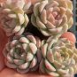 Echeveria 'Monroe' - Stunning Rosette, Vibrant Color, Easy-Care Plant 3pcs x 1-head