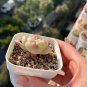Echeveria 'Monroe' - Stunning Rosette, Vibrant Color, Easy-Care Plant 3pcs x 1-head
