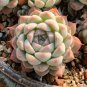 Echeveria 'Monroe' - Stunning Rosette, Vibrant Color, Easy-Care Plant 3pcs x 1-head
