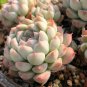Echeveria 'Monroe' - Stunning Rosette, Vibrant Color, Easy-Care Plant 3pcs x 1-head