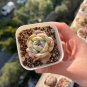 Echeveria 'Monroe' - Stunning Rosette, Vibrant Color, Easy-Care Plant 3pcs x 1-head